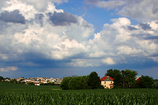 포토 JPG 해외이미지 식물 라이프스타일 계절 음식 줄기 잎 밭 농업 가족 자연 하늘 주택 옥수수 사람없음 야외 초록색 농장 농경지 환경 맑음 수확 성장 시골 신선 도시 오픈 땅 언덕 그림 멸종 개발 밭일 적자 해외포토 산업 컬러 관계 날씨 곡류 건물 생활 생태계 파일형식 이미지허브