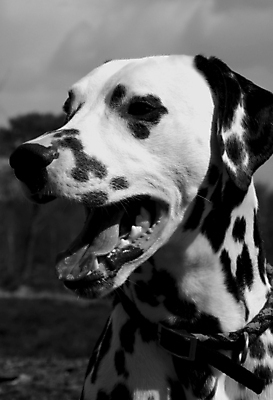 포토 JPG 해외이미지 신체 포유류 자연 사람없음 반려동물 머리 검은색 흰색 개 코 주둥이 달마시안 해외포토 동물 컬러 신체부위 생태계 파일형식 이미지허브