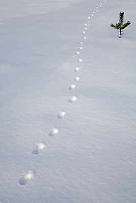 포토 JPG 해외이미지 나무 구름 계절 도로 백그라운드 잎 크리스마스 패턴 밭 자연 하늘 풍경 초원 사람없음 야외 목재 물 파란색 태양 뷰티 냉동 얼음 추위 안개 흰색 나뭇가지 시골 숲 발자국 질감 사냥 서리 전나무 원뿔 흐림 눈보라 선로 자취 수평선 해외포토 자연요소 도형 식물 기념일 길 컬러 무늬 농업 재료 교통시설 자국 날씨 눈_날씨 생태계 파일형식 이미지허브