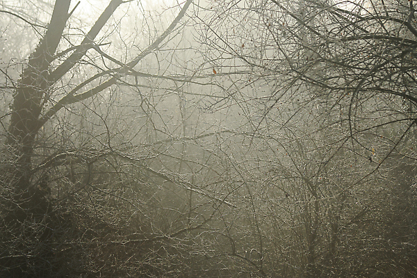 포토 JPG 해외이미지 나무 식물 백그라운드 겨울 자연 아침 사람없음 초록색 빛 냉동 얼음 추위 나뭇가지 숲 이슬 서리 해외포토 주간 자연요소 계절 컬러 생태계 파일형식 이미지허브