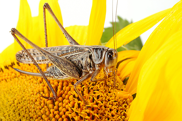 포토 JPG 해외이미지 식물 동물 야생동물 곤충 백그라운드 잎 오렌지 자연 기술 안테나 사람없음 옆모습 갈색 노란색 머리 흰색 기다림 해충 큼 촉수 동물상 양발 특별함 생존 해외포토 뷰포인트 컬러 컨셉 과일 통신 모션 신체부위 조형물 벌레 크기 생태계 파일형식 이미지허브