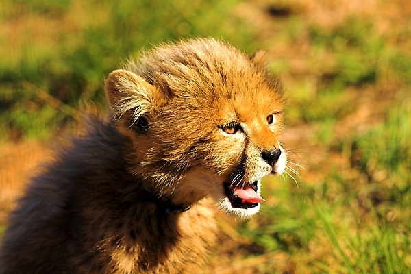 포토 JPG 해외이미지 동물 공원 얼굴 야생동물 새끼 줄기 패턴 포유류 아프리카 자연 사람없음 고양이 힘 코트 분노 점 황무지 치아 위험 사파리 속도 육식동물 멸종 치타 감탄 웅장함 이국적 전국 포식 해외포토 식물 공공시설 감정 나라 컨셉 무늬 신체부위 반려동물 외투 소화기관 생태계 파일형식 이미지허브