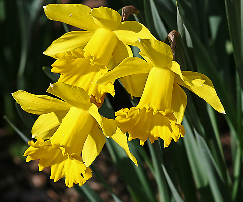 포토 JPG 해외이미지 식물 계절 공원 꽃잎 꽃 줄기 잎 꽃무늬 전구 자연 부활절 선물 사랑 사람없음 장식 초록색 여름 노란색 정원 봄 성장 벚꽃 전원 화려 그룹 닫기 심볼 원예 트럼펫 수선화 꿀 해외포토 공공시설 기념일 감정 컬러 컨셉 무늬 모션 취미 전기에너지 금관악기 생태계 파일형식 이미지허브