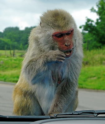 포토 JPG 해외이미지 동물 야생동물 포유류 자연 털 동물원 사람없음 원숭이 유머 사파리 솜털 해외포토 감정 생태계 파일형식 이미지허브