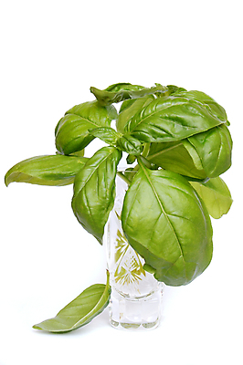 포토 JPG 해외이미지 식물 잎 재료 유리 요리 사람없음 초록색 이탈리아 신선 맛 지중해 허브 향신료 향기 바질 내추럴 고립 해외포토 유럽 바다 컬러 컨셉 재질 냄새 향미료 파일형식 이미지허브