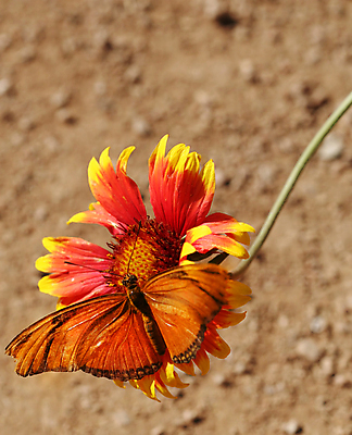 포토 JPG 해외이미지 나비 곤충 날개 안테나 사람없음 평화 정원 원예 변태 해외포토 동물 컨셉 통신 취미 파일형식 이미지허브