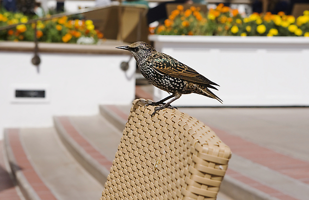 포토 JPG 해외이미지 음식 날개 의자 자연 유리 탁자 조류 사람없음 식당 먹기 깃털 해외포토 동물 가구 모션 재질 상점 생태계 파일형식 이미지허브