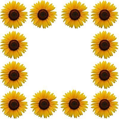 포토 JPG 해외이미지 디자인 꽃 백그라운드 꽃무늬 해바라기 프레임 사람없음 우주 흰색 신선 고립 카피스페이스 국경 규칙적 해외포토 식물 컬러 컨셉 무늬 공백 파일형식 이미지허브