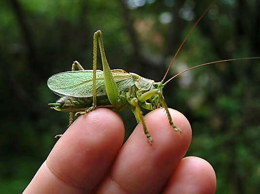 포토 JPG 해외이미지 손 곤충 손가락 사람없음 초록색 여름 메뚜기 해외포토 동물 계절 컬러 신체부위 파일형식 이미지허브