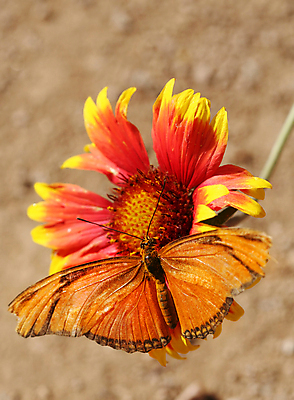 포토 JPG 해외이미지 나비 곤충 날개 안테나 사람없음 평화 정원 원예 변태 해외포토 동물 컨셉 통신 취미 파일형식 이미지허브