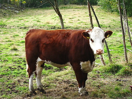 포토 JPG 해외이미지 독일 노르웨이 사람없음 죽음 성 공군 러시아 해군 소련 해외포토 건축물 유럽 군대 파일형식 이미지허브