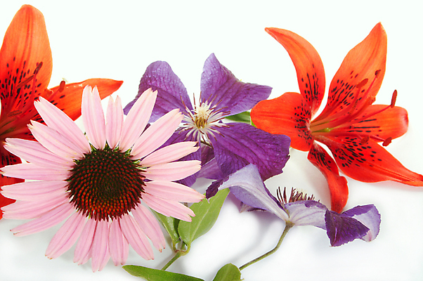 포토 JPG 해외이미지 식물 디자인 꽃잎 꽃 분홍색 꽃다발 백그라운드 꽃무늬 자연 추상 사람없음 장식 빨간색 여름 뷰티 약 노란색 머리 보라색 흰색 꽃술 우아함 백합 꽃가루 부드러움 내추럴 꽃수술 몽환 해외포토 계절 컬러 컨셉 무늬 의학 신체부위 감각 가루 생태계 파일형식 이미지허브