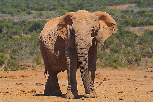 포토 JPG 해외이미지 식물 동물 야생동물 여행 신체 포유류 아프리카 자연 초식동물 코끼리 사람없음 머리 힘 황무지 위험 큼 사파리 꼬리 귀 부드러움 5 상아 멸종 거인 남아프리카 동물상 몬스터 원정 해외포토 나라 컨셉 신체부위 조형물 숫자 감각 크기 생태계 파일형식 이미지허브