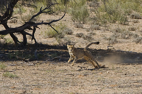 포토 JPG 해외이미지 동물 얼굴 야생동물 줄기 패턴 포유류 아프리카 자연 종류 사람없음 고양이 힘 코트 점 황무지 위험 사파리 속도 시력 육식동물 사냥꾼 멸종 치타 추적 감탄 웅장함 이국적 집게발 포식 해외포토 식물 직업 나라 컨셉 무늬 모션 신체부위 반려동물 외투 생태계 파일형식 이미지허브