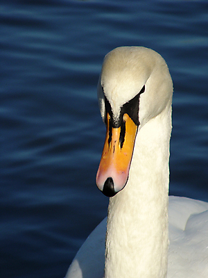 포토 JPG 해외이미지 주간 한마리 호수 사람없음 야외 백조 해외포토 자연요소 1 조류 파일형식 이미지허브