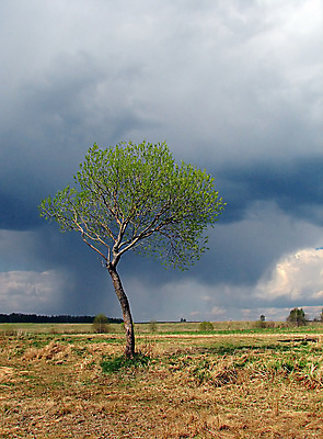 포토 JPG 해외이미지 나무 식물 계절 밭 자연 벽지 날씨 사람없음 야외 초록색 컬러풀 뷰티 마을 침묵 고요 회색 시골 고독 6월 5월 땅 싱글 그림 엽서 장면 폭풍 천국 흐림 8월 7월 뇌우 해외포토 감정 컬러 농업 소리 날짜 편지 생태계 파일형식 이미지허브