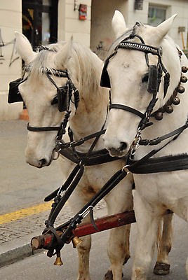 포토 JPG 해외이미지 전통 겨울 교통시설 거리 사람없음 카트 도시 계주 마차 바르샤바 해외포토 계절 교통수단 교통 육상스포츠 시설 폴란드 파일형식 이미지허브