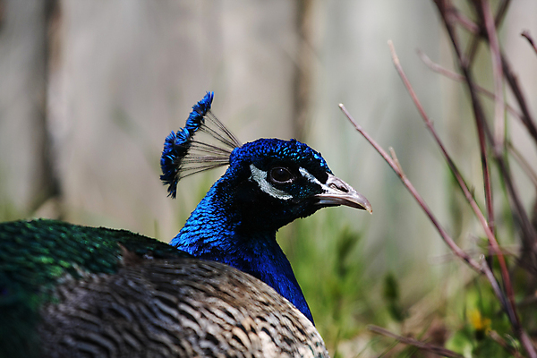 포토 JPG 해외이미지 동물 응시 남자 야생동물 조류 휴식 사람없음 초록색 파란색 컬러풀 갈색 활발 공작 그늘 깃털 해외포토 시선 컬러 컨셉 사람 파일형식 이미지허브