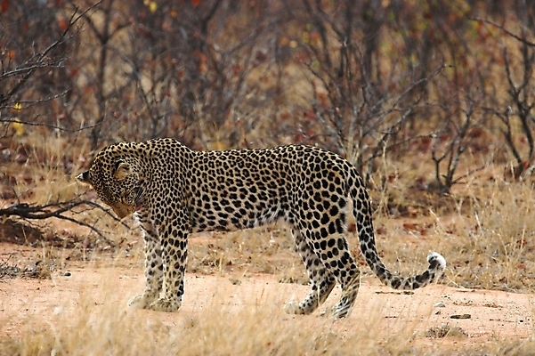 포토 JPG 해외이미지 주간 나무 한마리 야생동물 아프리카 자연 사람없음 야외 아웃포커스 숲 맹수 표범 해외포토 자연요소 식물 동물 1 나라 포유류 촬영기법 생태계 파일형식 이미지허브
