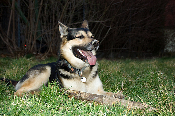 포토 JPG 해외이미지 동물 휴식 피곤 잔디 사람없음 목재 개 편안함 갈증 혀 단절 수목 주목 해외포토 나무 식물 컨셉 재료 포유류 입 감각 파일형식 이미지허브