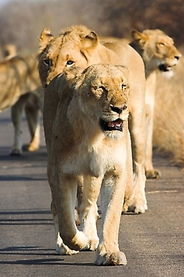 포토 JPG 해외이미지 동물 야생동물 줄기 포유류 아프리카 자연 수염 털 자 사람없음 고양이 힘 입 치아 위험 사자 큼 왕 사파리 꼬리 귀 육식동물 5 갈기 사냥꾼 육식 사자자리 표범 리갈 왕국 웅장함 힘찬 해외포토 식물 직업 나라 컨셉 문구용품 신체부위 반려동물 숫자 별자리 소화기관 크기 생태계 파일형식 이미지허브