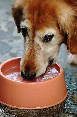포토 JPG 해외이미지 동물 음료 사람없음 물 반려동물 황금 개 리트리버 강아지 갈증 송곳니 해외포토 자연요소 포유류 치아 파일형식 이미지허브