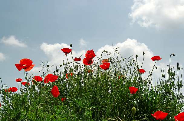 포토 JPG 해외이미지 식물 구름 꽃잎 꽃 잎 밭 자연 하늘 풍경 초원 사람없음 야외 빨간색 초록색 여름 파란색 태양 뷰티 환경 침묵 벚꽃 전원 시골 언덕 양귀비 해외포토 자연요소 계절 컬러 농업 소리 전기에너지 생태계 파일형식 이미지허브