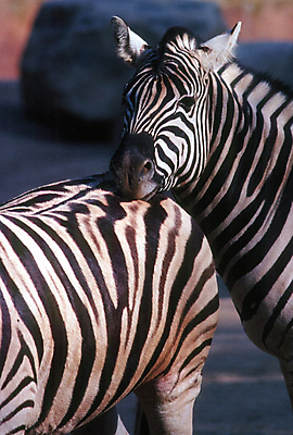 포토 JPG 해외이미지 동물 포유류 휴식 사람없음 머리 닫기 얼룩말 해외포토 컨셉 모션 신체부위 말_동물 파일형식 이미지허브