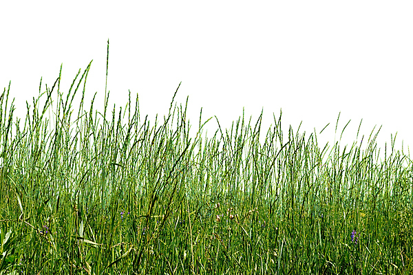 포토 JPG 해외이미지 식물 계절 야생동물 백그라운드 잎 밭 농업 자연 하늘 날씨 사람없음 야외 초록색 파란색 햇빛 태양 뷰티 노란색 환경 침묵 흰색 시골 땅 허브 장면 천국 넘어짐 평야 해외포토 자연요소 동물 산업 컬러 모션 소리 생태계 파일형식 이미지허브