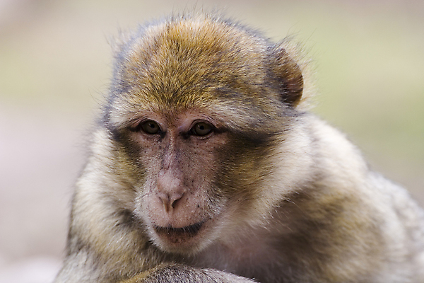 포토 JPG 해외이미지 동물 얼굴 사람없음 원숭이 표현 숲 멸종 유인원 원시시대 해외포토 포유류 신체부위 역사 파일형식 이미지허브