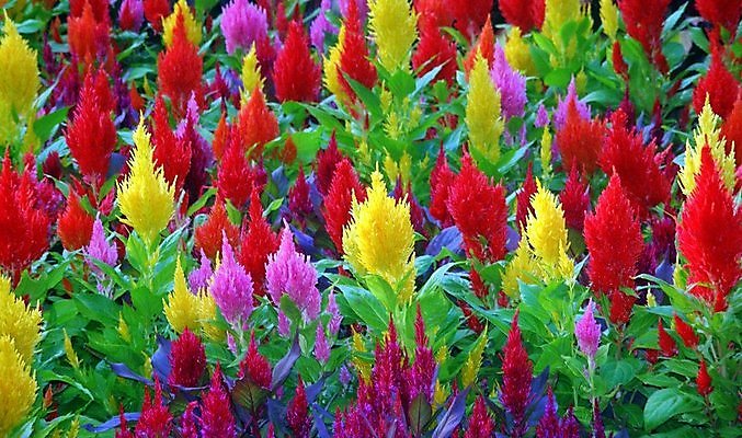 포토 JPG 해외이미지 꽃 분홍색 사람없음 빨간색 컬러풀 노란색 다발 해외포토 식물 컬러 파일형식 이미지허브