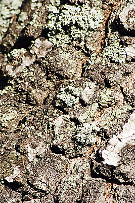 포토 JPG 해외이미지 나무 식물 자연 이끼 사람없음 목재 시골 질감 나무껍질 자작나무 내추럴 삼림지대 생태학 해외포토 교육 재료 껍질 숲 생태계 파일형식 이미지허브