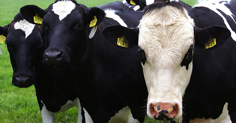 포토 JPG 해외이미지 응시 포유류 자연 초원 사람없음 야외 초록색 검은색 흰색 소 닫기 해외포토 동물 시선 컬러 모션 생태계 파일형식 이미지허브