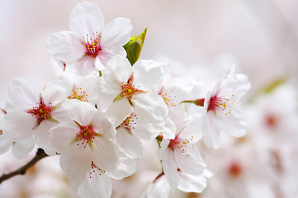 포토 JPG 해외이미지 주간 공원 꽃잎 사람없음 야외 봄 벚꽃 개화 해외포토 자연요소 계절 공공시설 꽃 파일형식 이미지허브