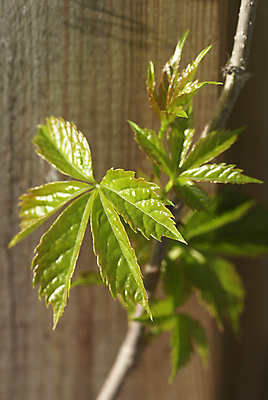 포토 JPG 해외이미지 식물 계절 잎 농업 자연 새로움 사람없음 정원 봄 성장 개발 해외포토 산업 컨셉 생태계 파일형식 이미지허브