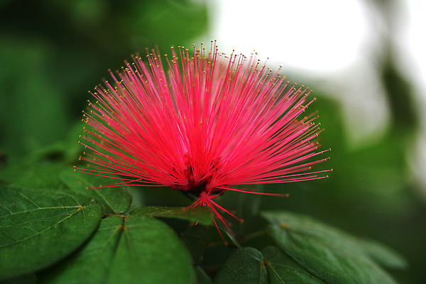 포토 JPG 해외이미지 식물 꽃잎 꽃 분홍색 자연 사람없음 빨간색 정원 못 날카로움 꽃가루 아열대 해외포토 컬러 공구 가루 생태계 파일형식 이미지허브