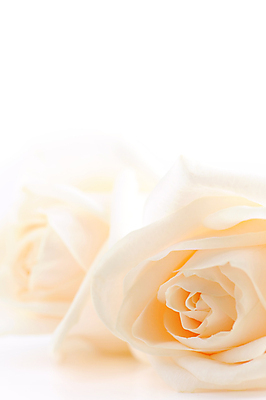 포토 JPG 해외이미지 식물 꽃잎 꽃 분홍색 결혼 백그라운드 2 꽃무늬 자연 열쇠 친절 발렌타인데이 사랑 사람없음 뷰티 장미 낭만 벚꽃 흰색 신선 우아함 닫기 크림 묘사 부드러움 내추럴 창백 고립 파스텔톤 국경 해외포토 감정 컬러 컨셉 무늬 모션 데이이벤트 이벤트 감각 생태계 파일형식 이미지허브