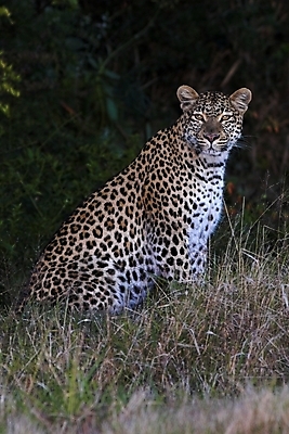 포토 JPG 해외이미지 주간 한마리 응시 야생동물 아프리카 자연 사람없음 야외 아웃포커스 맹수 표범 해외포토 자연요소 동물 1 시선 나라 포유류 촬영기법 생태계 파일형식 이미지허브