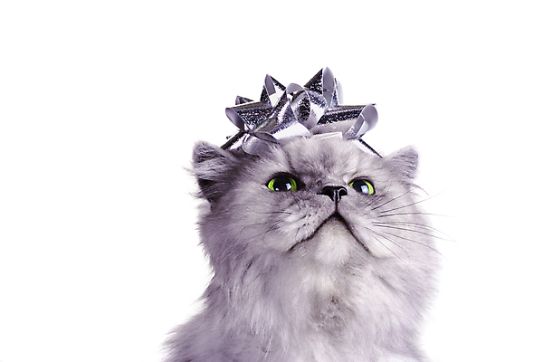 포토 JPG 해외이미지 동물 학생 얼굴 포유류 수염 털 선물 사람없음 반려동물 머리카락 머리 고양이 회색 흰색 표현 입 우아함 핥기 모피 활 코 귀 부드러움 소원 솜털 기르기 동반자 성격 유래 해외포토 컬러 컨셉 모션 신체부위 감각 돌봄 파일형식 이미지허브