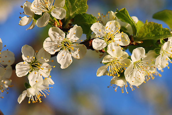 포토 JPG 해외이미지 식물 계절 꽃잎 꽃 꽃무늬 밭 과일 자연 하늘 사람없음 초록색 파란색 컬러풀 뷰티 농장 환경 정원 맑음 봄 벚꽃 흰색 시골 신선 체리 닫기 과수원 자두 내추럴 알레르기 해외포토 컬러 무늬 농업 모션 날씨 질병 생태계 파일형식 이미지허브
