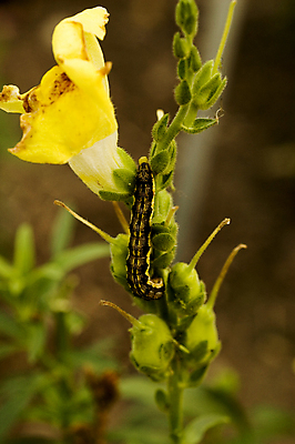 포토 JPG 해외이미지 식물 계절 꽃잎 꽃 곤충 백그라운드 자연 사람없음 가로 초록색 컬러풀 한개 뷰티 노란색 활발 벚꽃 매끈함 작음 환경보전 유기농 질감 부족함 해외포토 동물 1 웰빙 컬러 컨셉 감각 크기 사회이슈 생태계 파일형식 이미지허브