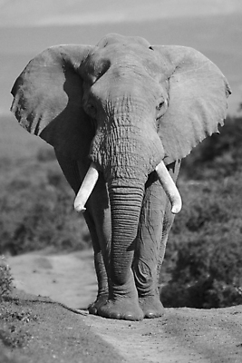 포토 JPG 해외이미지 식물 동물 야생동물 여행 신체 포유류 아프리카 자연 초식동물 코끼리 사람없음 머리 힘 황무지 위험 큼 사파리 꼬리 귀 부드러움 5 상아 멸종 거인 남아프리카 동물상 몬스터 원정 해외포토 나라 컨셉 신체부위 조형물 숫자 감각 크기 생태계 파일형식 이미지허브