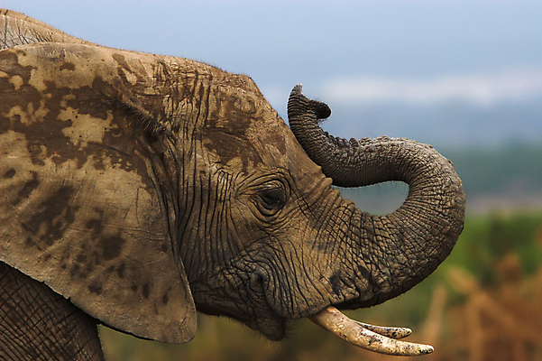 포토 JPG 해외이미지 식물 동물 야생동물 여행 신체 포유류 아프리카 자연 초식동물 코끼리 사람없음 머리 힘 황무지 위험 큼 사파리 꼬리 귀 부드러움 5 상아 멸종 거인 동물상 몬스터 원정 해외포토 나라 컨셉 신체부위 조형물 숫자 감각 크기 생태계 파일형식 이미지허브