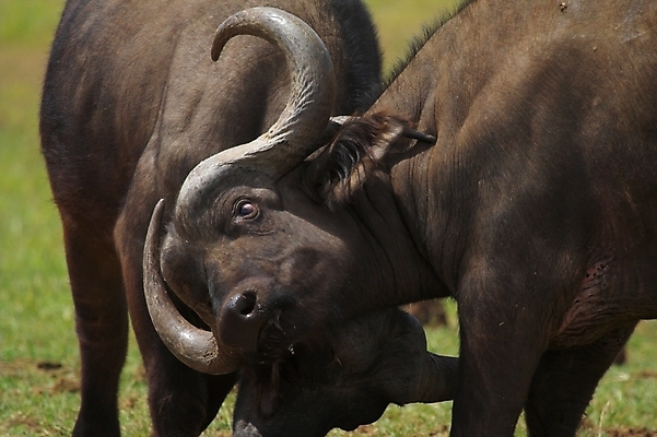 포토 JPG 해외이미지 식물 동물 야생동물 여행 포유류 아프리카 자연 초식동물 뿔 사람없음 힘 위험 큼 망토 들소 사파리 잠금 5 동물상 원정 해외포토 나라 컨셉 조형물 숫자 소 크기 생태계 보안 파일형식 이미지허브