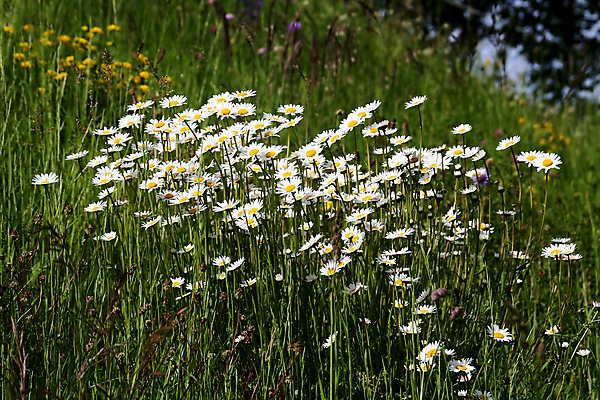 포토 JPG 해외이미지 식물 계절 꽃잎 꽃 줄기 백그라운드 밭 자연 국화 사람없음 야외 옆모습 초록색 노란색 환경 정원 봄 낭만 벚꽃 흰색 그룹 원예 생물학 데이지 내추럴 생태학 많음 해외포토 교육 뷰포인트 컬러 컨셉 농업 취미 생태계 파일형식 이미지허브