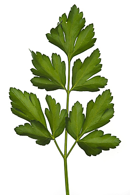 포토 JPG 해외이미지 식물 음식 백그라운드 잎 채소 재료 파슬리 건강 요리 사람없음 치료 약 나뭇가지 맛 허브 유기농 향기 아로마 향 아로마테라피 비타민 내추럴 식용 해외포토 나무 웰빙 컨셉 의학 냄새 테라피 영양소 파일형식 이미지허브