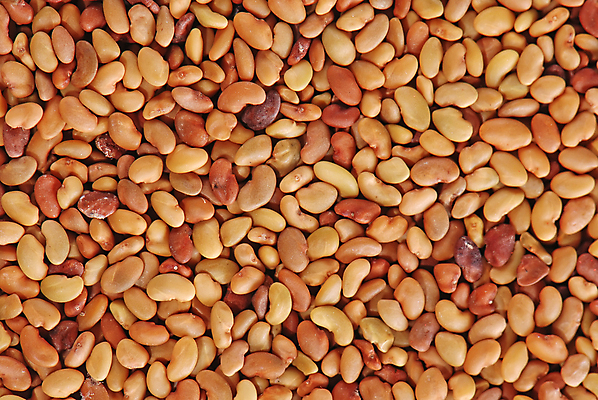 포토 JPG 해외이미지 음식 백그라운드 다이어트 자연 추상 콩 건조 건강 식이요법 요리 씨앗 사람없음 갈색 주방 낟알 시리얼 밀 유기농 질감 알맹이 칼로리 성분 내추럴 채식주의자 해외포토 식물 웰빙 컬러 무늬 곡류 생태계 채식 파일형식 이미지허브