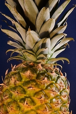 포토 JPG 해외이미지 식물 꽃 문화 음료 음식 줄기 다이어트 과일 자연 디저트 귤 건강 사람없음 여름 노란색 신선 소나무 거친 달콤 먹기 파인애플 오브젝트 상쾌 유기농 질감 날것 비타민 원뿔 숙성 신맛 영원 이국적 채식주의자 맛있는 해외포토 도형 나무 웰빙 계절 감정 컬러 모션 맛 열대과일 생태계 채식 영양소 파일형식 이미지허브