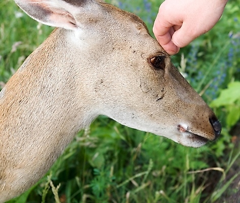 포토 JPG 해외이미지 동물 손 공원 야생동물 어린이 빵 밭 채소 자연 뿔 사람없음 목재 초록색 울타리 뷰티 갈색 믿음 자녀 입 달콤 작음 먹이 배고픔 호기심 귀 팔 결백 경보 아기사슴 천진난만 해외포토 나무 공공시설 감정 새끼 음식 컬러 컨셉 농업 재료 사슴 사람 신체부위 담장 맛 크기 생태계 파일형식 이미지허브