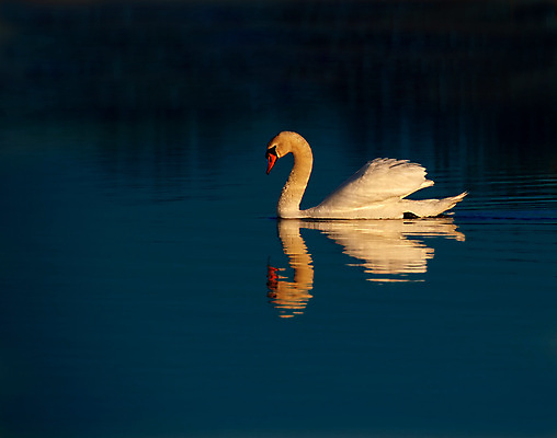 포토 JPG 해외이미지 주간 한마리 호수 사람없음 야외 백조 해외포토 자연요소 1 조류 파일형식 이미지허브